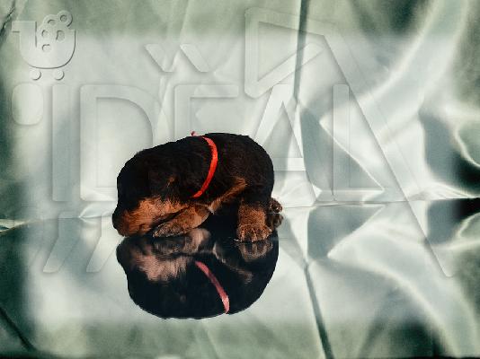Airedale terrier puppies for sale